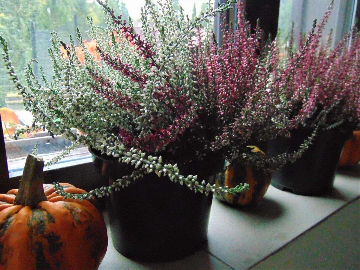 Penzion Medvedin Dolni Misecky 外观 照片